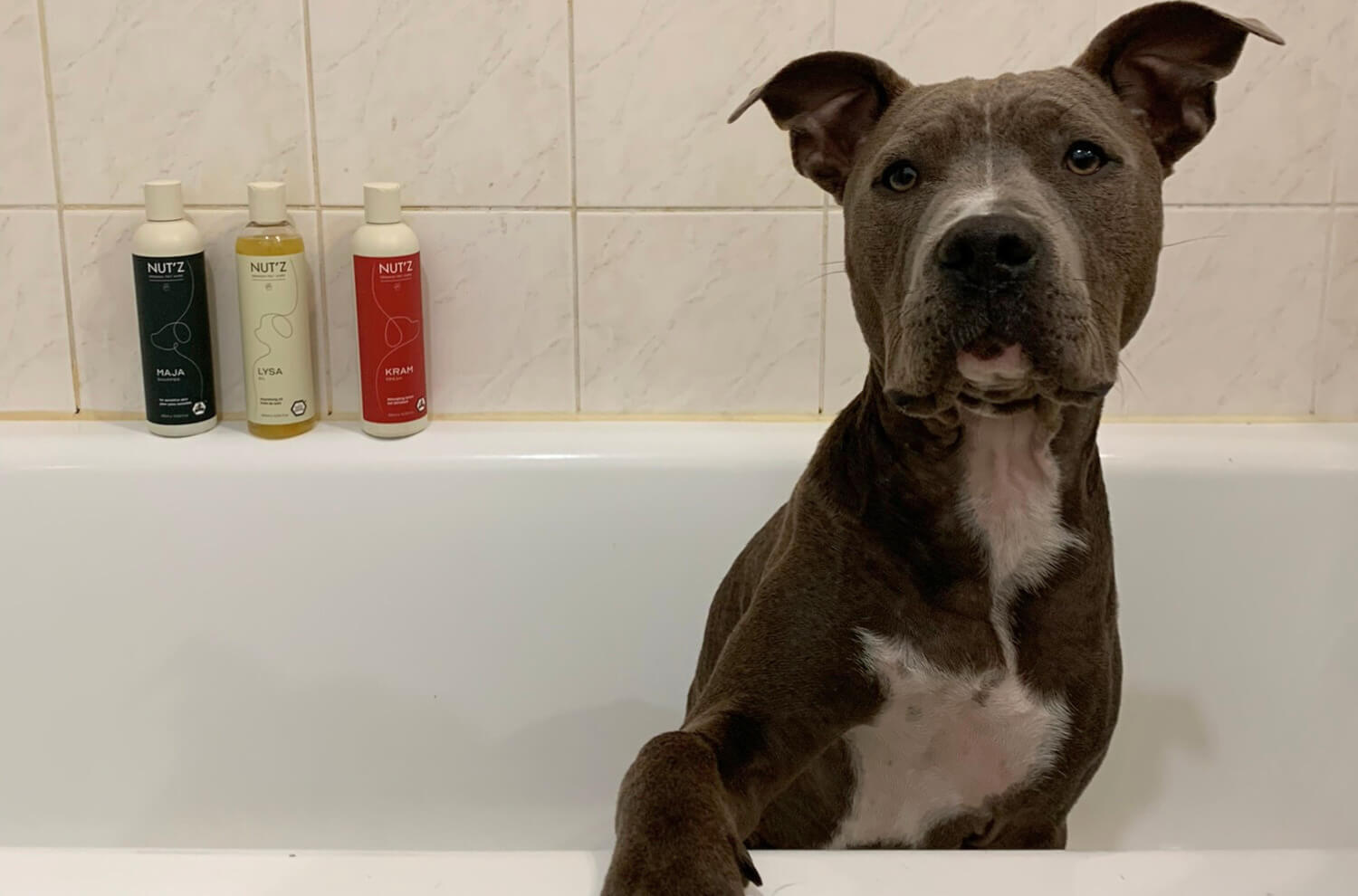 Shampoing pour chien bio: est-il disponible en vrac ?