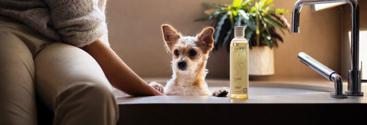 chien huile olive