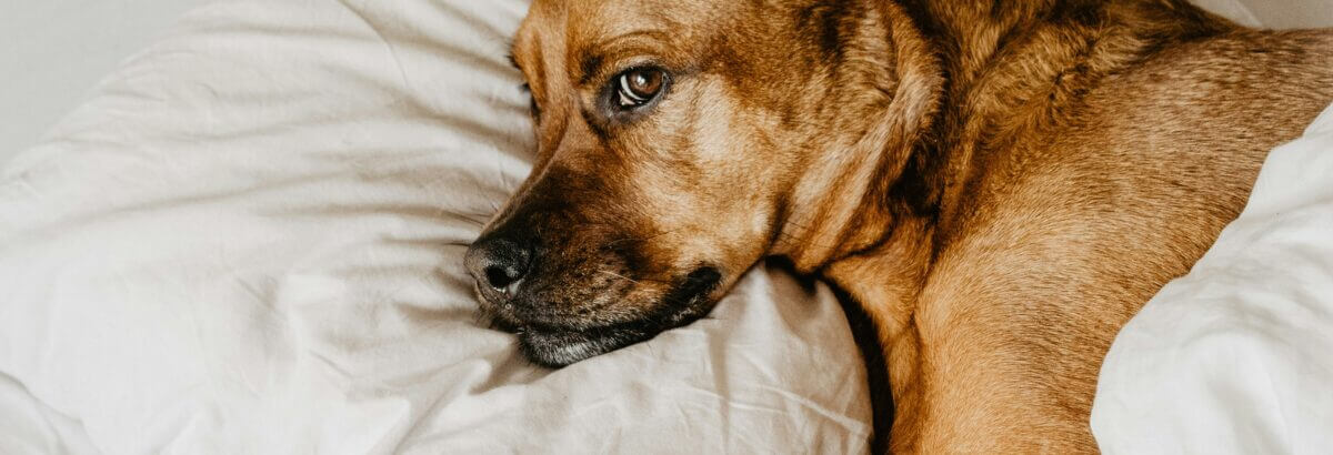 quelle huile pour les chiens