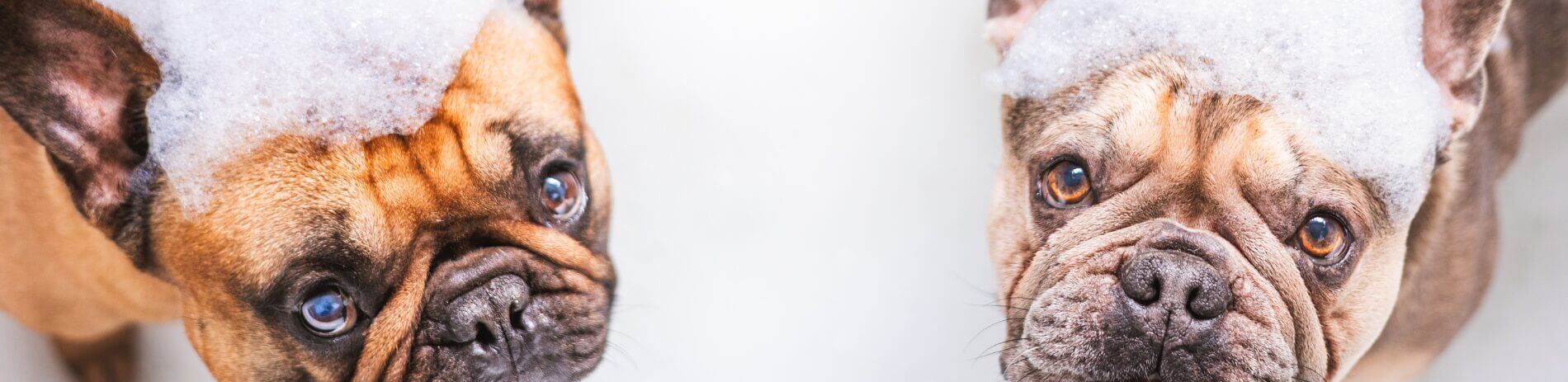 comment toiletter un chien qui ne se laisse pas faire
