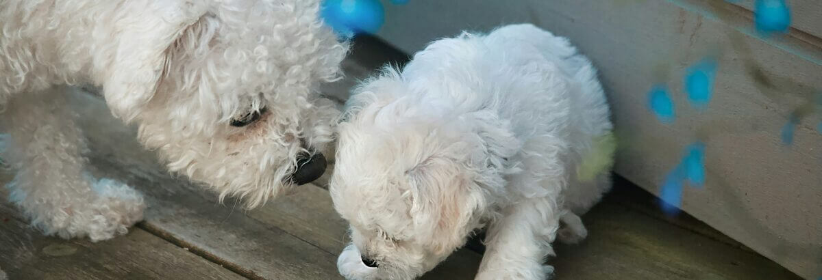 bichon frisé toilettage