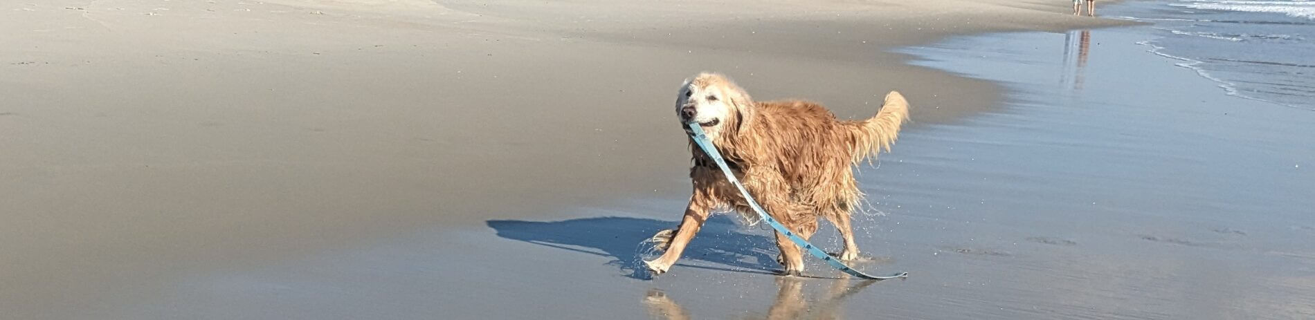 canicule et chien