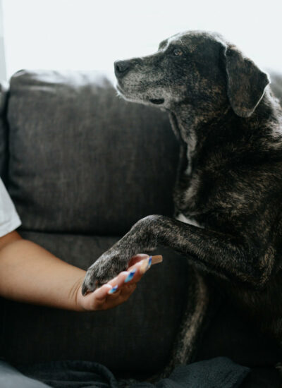 Huile essentielle pour arthrose chien: laquelle choisir ?