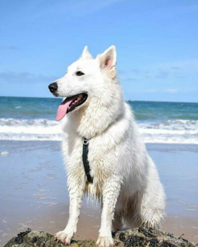 Shampoing poil blanc pour chien : à quoi sert-il ?