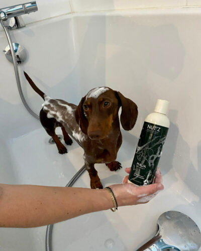 MAJA, notre shampoing dermatite chien