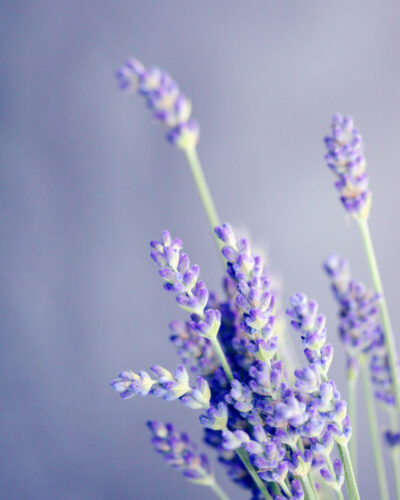 Huile essentielle pour chien: laquelle choisir ?