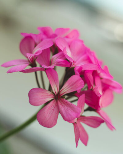 Chien huiles essentielles: un combo parfait