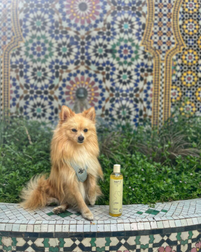 Entretien spitz nain: nos conseils et astuces