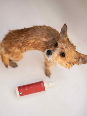 Pourquoi utiliser un apres shampoing demelant pour chien ?