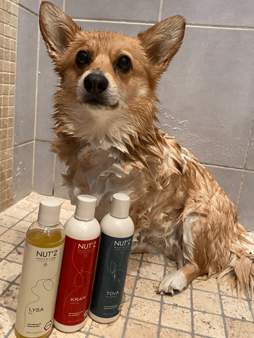 Shampooing chien: sélectionnez-le selon son type de poils