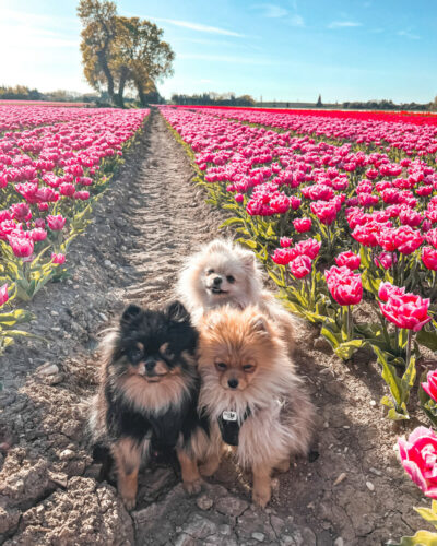Comment s’y prendre pour l’entretien poil spitz nain ?