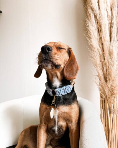 Solutions anti stress naturelles chien