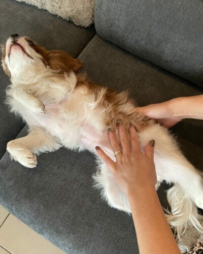 L'importance du massage canin avec Nutz